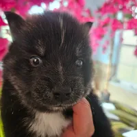 Emmett, a male Pomsky for sale in Ocala, FL – 4 of 6
