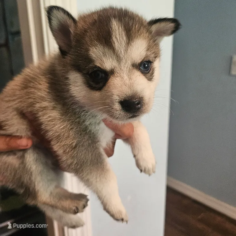 Dolly – Pomsky puppy for sale in Ocala, FL