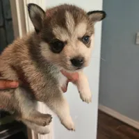 Dolly, a female Pomsky for sale in Ocala, FL – 1 of 4