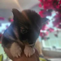Bandit, a male Pomsky for sale in Ocala, FL – 5 of 6