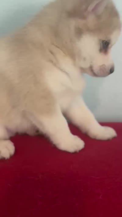 Irvin, a male Pomsky for sale in Ocala, FL – 5 of 6