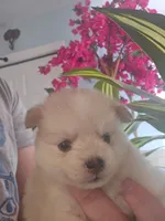 Cassidy, a female Pomsky for sale in Ocala, FL – 6 of 7