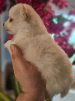 Apollo, a male Pomsky for sale in Ocala, FL – 4 of 5