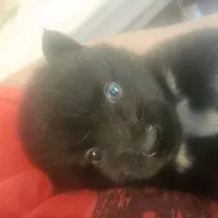 Jameson, a male Pomsky for sale in Ocala, FL – 6 of 6