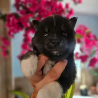 Emmett, a male Pomsky for sale in Ocala, FL – 2 of 6