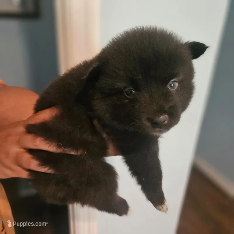 Jameson, a male Pomsky for sale in Ocala, FL – 1 of 6