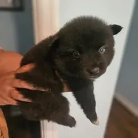 Jameson, a male Pomsky for sale in Ocala, FL – 1 of 6