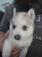 Irvin, a male Pomsky for sale in Ocala, FL – 4 of 6