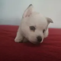 Aurora , a female Pomsky for sale in Ocala, FL – 3 of 7