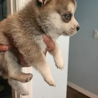 Dolly, a female Pomsky for sale in Ocala, FL – 2 of 4