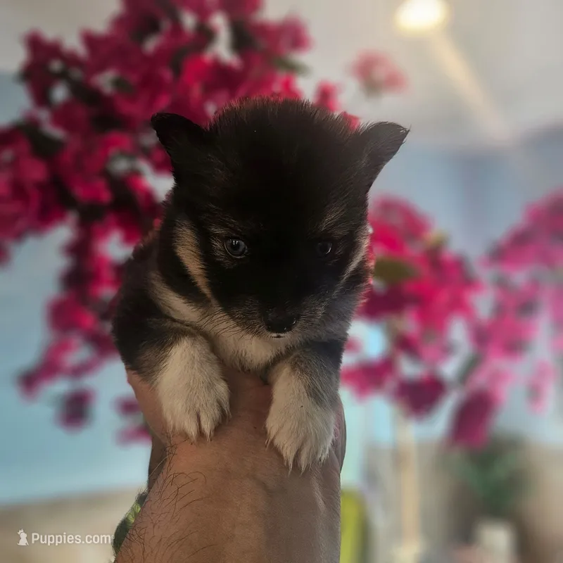 Bandit – Pomsky puppy for sale in Ocala, FL