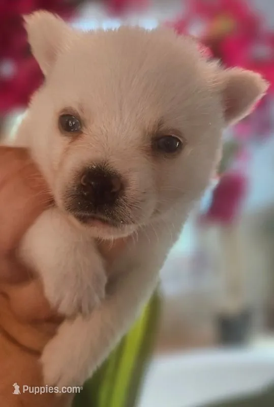 Snow – Pomsky puppy for sale in Ocala, FL