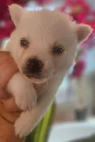 Snow, a male Pomsky for sale in Ocala, FL – 1 of 4