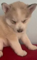 Irvin, a male Pomsky for sale in Ocala, FL – 3 of 6
