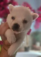 Snow, a male Pomsky for sale in Ocala, FL – 2 of 4