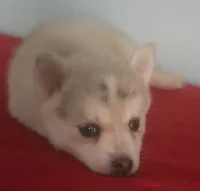 Dakota, a female Pomsky for sale in Ocala, FL – 2 of 6