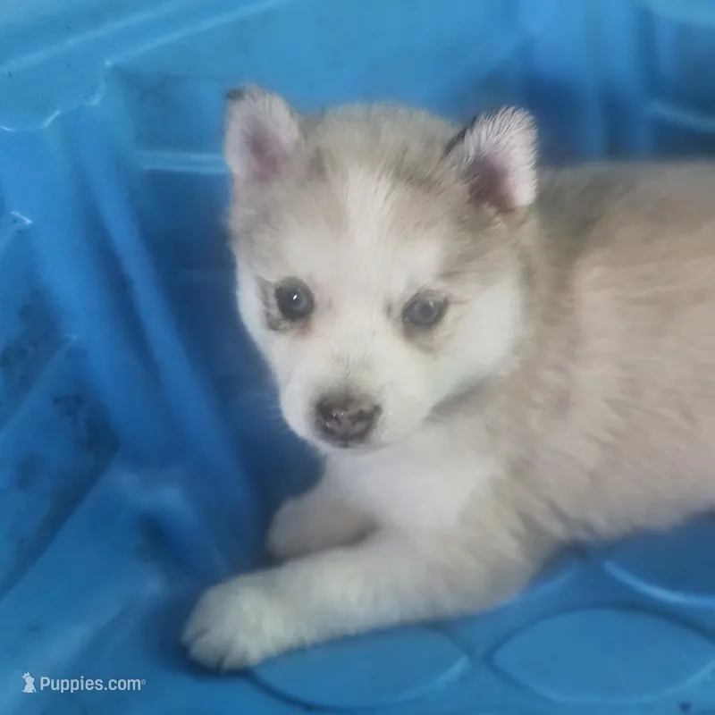 Irvin – Pomsky puppy for sale in Ocala, FL