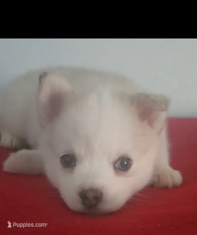 Aurora  – Pomsky puppy for sale in Ocala, FL