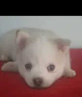 Aurora , a female Pomsky for sale in Ocala, FL – 1 of 7