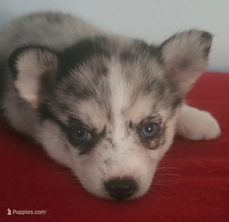 Little Princess – Pomsky puppy for sale in Ocala, FL