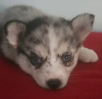 Little Princess, a female Pomsky for sale in Ocala, FL – 2 of 5