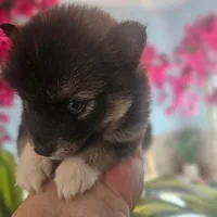 Bandit, a male Pomsky for sale in Ocala, FL – 6 of 6
