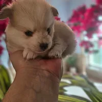 Cassidy, a female Pomsky for sale in Ocala, FL – 2 of 7