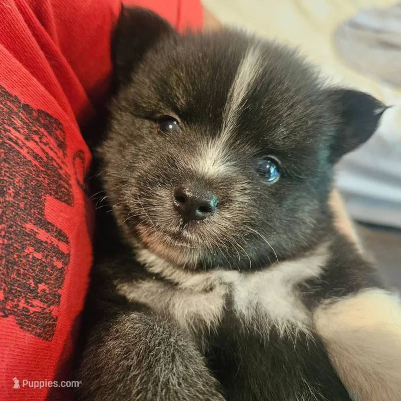 Jack White – Pomsky puppy for sale in Ocala, FL
