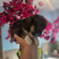 Bandit, a male Pomsky for sale in Ocala, FL – 2 of 6