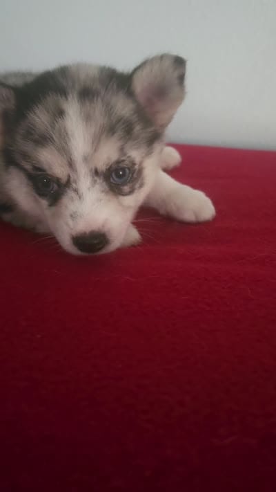 Little Princess, a female Pomsky for sale in Ocala, FL – 4 of 5