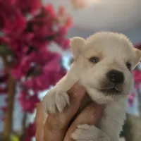 Apollo, a male Pomsky for sale in Ocala, FL – 3 of 5
