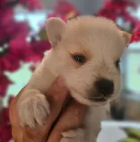 Apollo, a male Pomsky for sale in Ocala, FL – 5 of 5