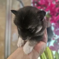 Bandit, a male Pomsky for sale in Ocala, FL – 3 of 6