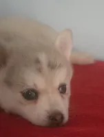 Dakota, a female Pomsky for sale in Ocala, FL – 5 of 6