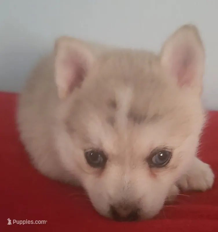Dakota – Pomsky puppy for sale in Ocala, FL