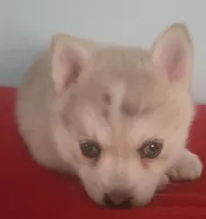 Dakota, a female Pomsky for sale in Ocala, FL – 1 of 6