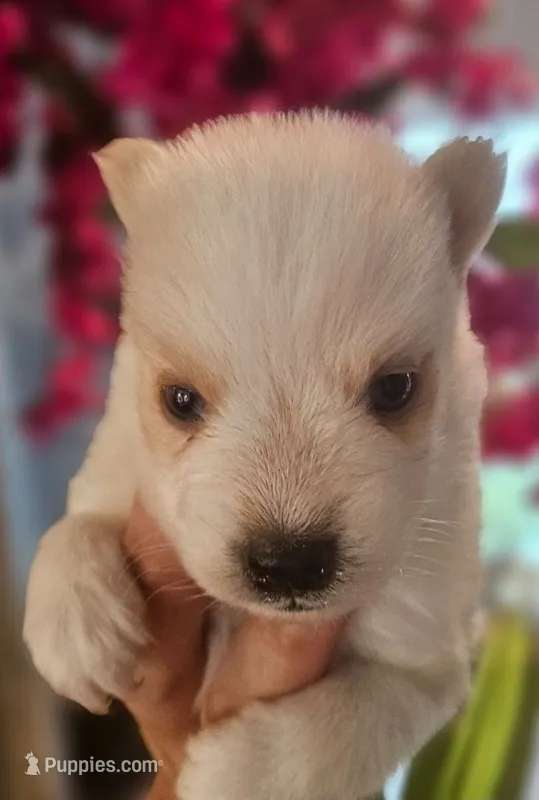 Apollo – Pomsky puppy on hold in Ocala, FL