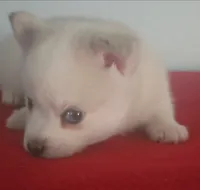 Aurora , a female Pomsky for sale in Ocala, FL – 7 of 7