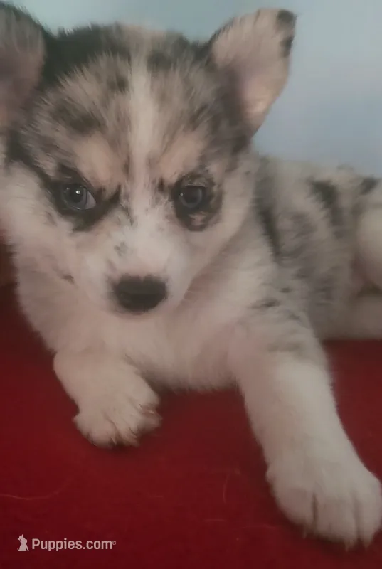 Little Princess – Pomsky puppy for sale in Ocala, FL