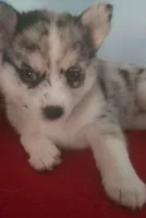 Little Princess, a female Pomsky for sale in Ocala, FL – 1 of 5