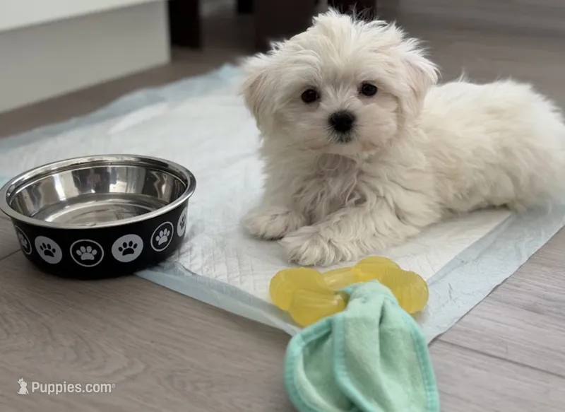 Milo – Maltipoo puppy for sale in San Jose, CA