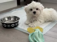Milo, a male Maltipoo for sale in San Jose, CA – 1 of 1