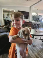 Glory, a male Miniature Dachshund for sale in Coweta, OK – 5 of 5