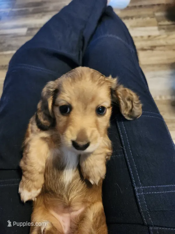 Daisy – Miniature Dachshund puppy for sale in Coweta, OK
