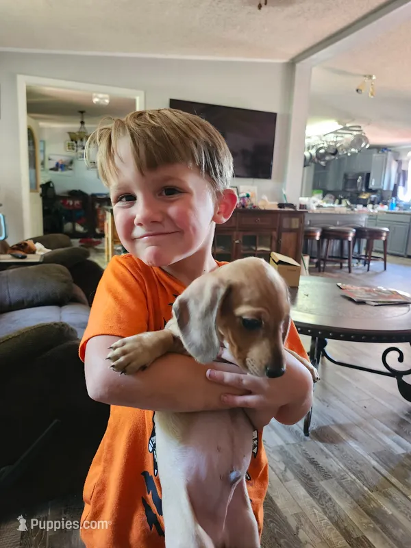 Glory – Miniature Dachshund puppy for sale in Coweta, OK