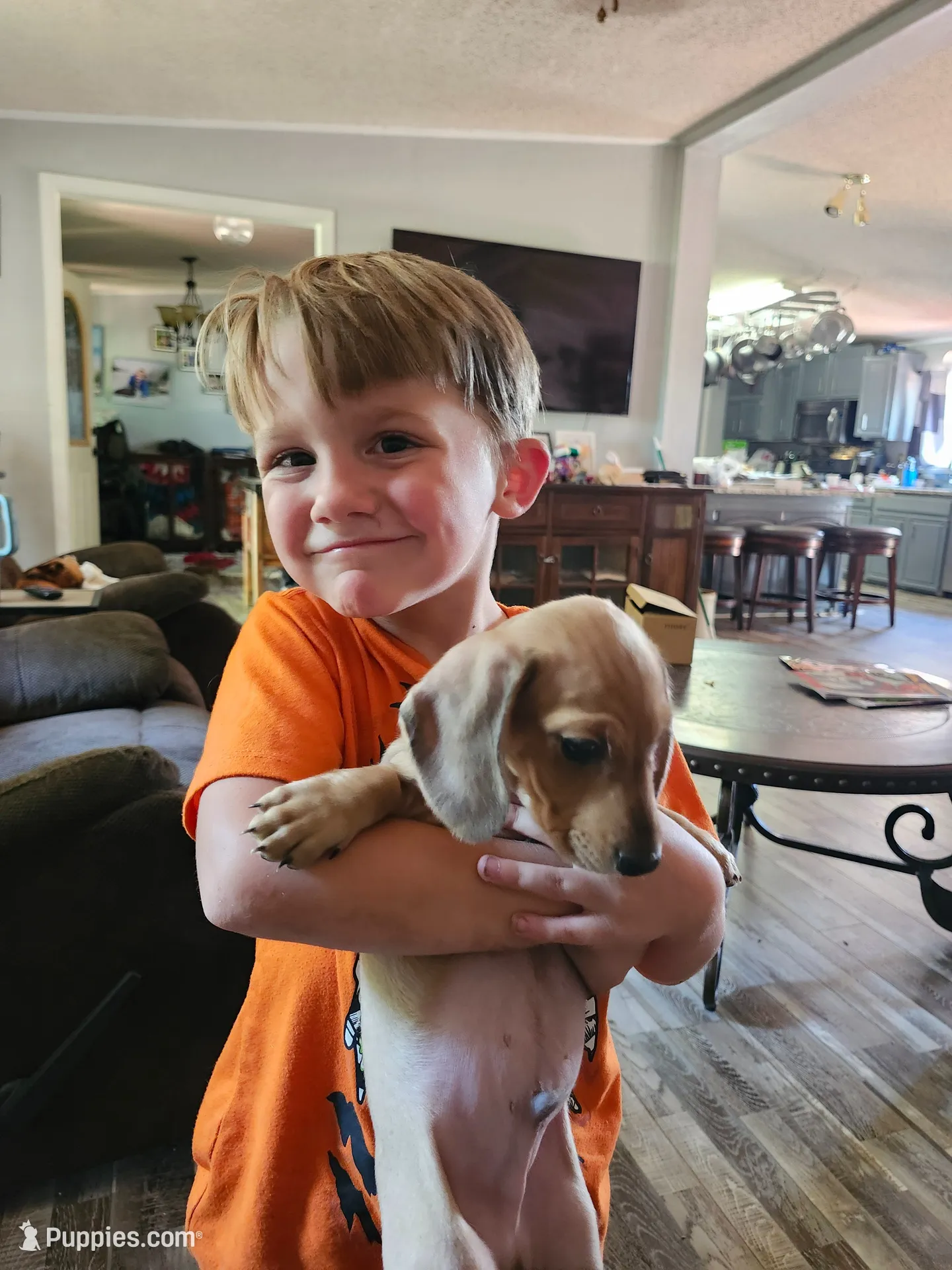 Glory, a male Miniature Dachshund for sale in Coweta, OK – 1 of 5