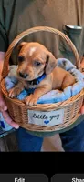 Blaze, a male Miniature Dachshund for sale in Coweta, OK – Photo 2 of 2
