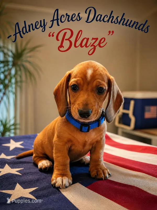 Blaze – Miniature Dachshund puppy for sale in Coweta, OK