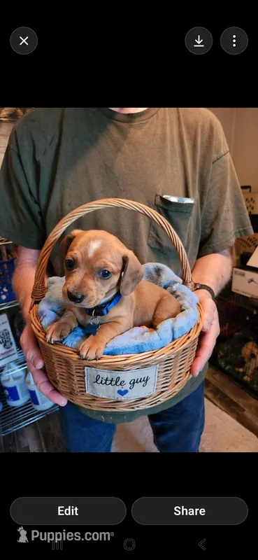 Blaze – Miniature Dachshund puppy for sale in Coweta, OK