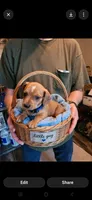 Blaze, a male Miniature Dachshund for sale in Coweta, OK – Photo 1 of 2